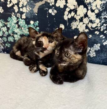 Karma -  Domestic Short Hair Cat for Adoption in Green Valley, Arizona - Karma | PetCurious