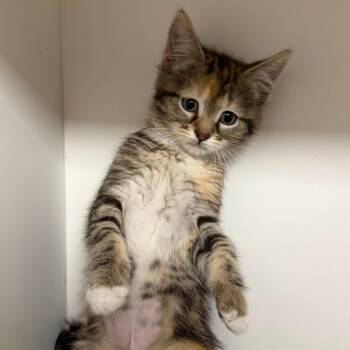 Minerva -  Domestic Short Hair Cat Available for Adoption in Stillwater, Oklahoma - Minerva | PetCurious
