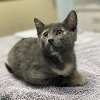 Sunshine -  Domestic Short Hair Cat for Adoption in Riverside, California - Sunshine | PetCurious