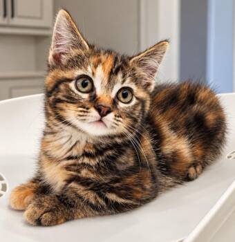 Glade -  Domestic Short Hair and Tabby Cat for Adoption in Homer Glen, Illinois - Glade | PetCurious