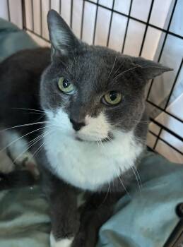 Domestic Short Hair Cats Available for Adoption in Mokena, Illinois - September | PetCurious