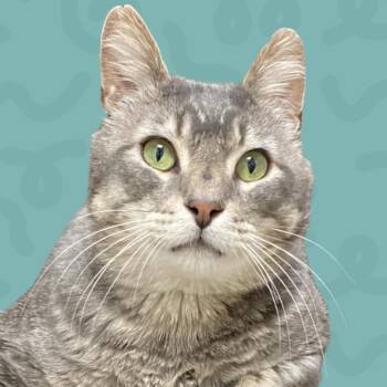 Domestic Short Hair Cats Available for Adoption in Reno, Nevada - Mushu | PetCurious