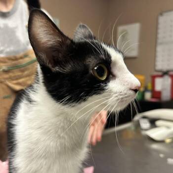 Georgia -  Domestic Short Hair Cat for Adoption in Newport, North Carolina - Georgia | PetCurious