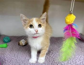 SUNA -  Domestic Short Hair Cat for Adoption in Brentwood, Missouri - SUNA | PetCurious