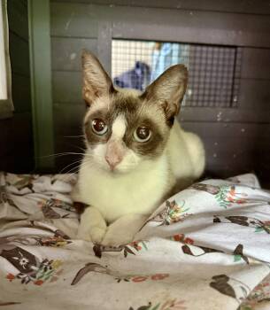 Scarlett -  Siamese and Domestic Short Hair Cat for Adoption in Jacksonville, Florida - Scarlett | PetCurious
