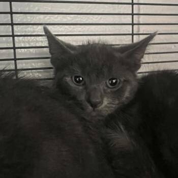Grayer -  Domestic Short Hair Cat for Adoption in Hampton Bays, New York - Grayer | PetCurious