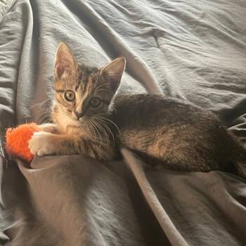 Rescue Domestic Short Hair Cats for Adoption in Warr Acres, Oklahoma - Peanut | PetCurious