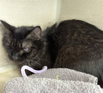 PETUNIA -  Domestic Medium Hair Cat for Adoption in Loveland, Colorado - PETUNIA | PetCurious