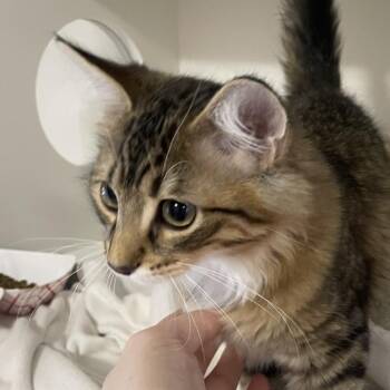 Mocha Mousse -  Domestic Long Hair Cat for Adoption in Salt Lake City, Utah - Mocha Mousse | PetCurious