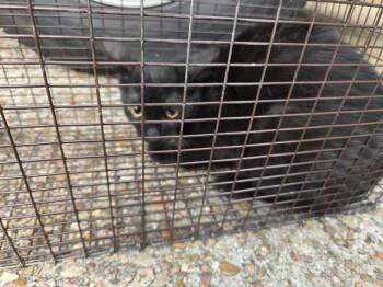 A657142 -  Domestic Short Hair Cat for Adoption in Houston, Texas - A657142 | PetCurious