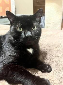 Danny -  Domestic Short Hair Cat for Adoption in Enfield, Connecticut - Danny | PetCurious