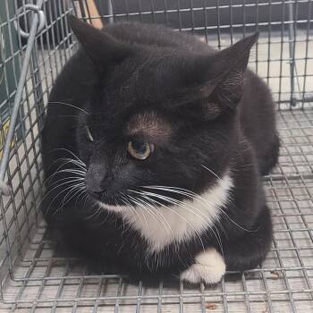 Gensym -  Domestic Short Hair Cat for Adoption in Hemet, California - Gensym | PetCurious