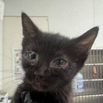 Dupri -  Domestic Short Hair Cat for Adoption in Greenville, South Carolina - Dupri | PetCurious