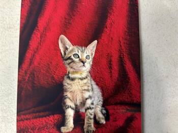 LIMA BEAN -  Domestic Short Hair Cat for Adoption in Grand Prairie, Texas - LIMA BEAN | PetCurious