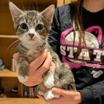 Rescue Domestic Short Hair Cats for Adoption in Wadena, Minnesota - Cookie | PetCurious