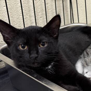 Raymond -  Domestic Short Hair Cat for Adoption in Wantagh, New York - Raymond | PetCurious