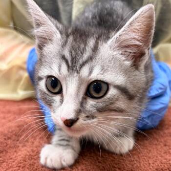 Chad -  Domestic Short Hair Cat for Adoption in Murray, Utah - Chad | PetCurious