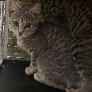 Pebbles -  Domestic Short Hair Cat for Adoption in Harrisonburg, Virginia - Pebbles | PetCurious