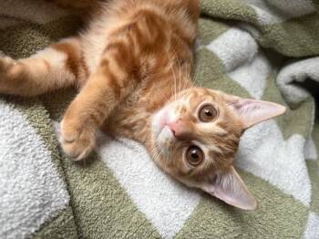Rescue Domestic Short Hair Cats for Adoption in Mount Pleasant, South Carolina - Patrice | PetCurious