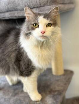 Domestic Long Hair Cats Available for Adoption - Monet | PetCurious