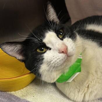 Domestic Short Hair Cats Available for Adoption in Dublin, California - Sir Kitty | PetCurious