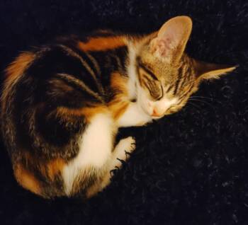 Jazmine -  Calico Cat for Adoption in San Jacinto, California - Jazmine | PetCurious