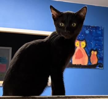 Guardian -  Domestic Short Hair Cat for Adoption in Melbourne, Arkansas - Guardian | PetCurious