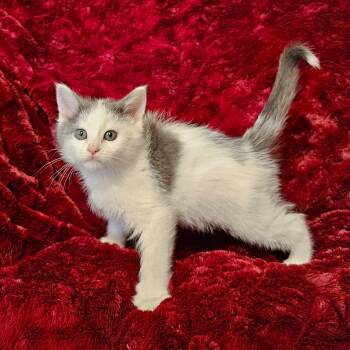 Anthony -  Domestic Medium Hair Cat for Adoption in Searcy, Arkansas - Anthony | PetCurious