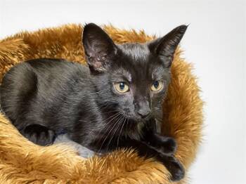 BLUEBERRY -  Domestic Short Hair Cat for Adoption in Fort Lauderdale, Florida - BLUEBERRY | PetCurious