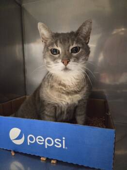 Rescue Domestic Short Hair Cats for Adoption in Salmon, Idaho - Saga | PetCurious