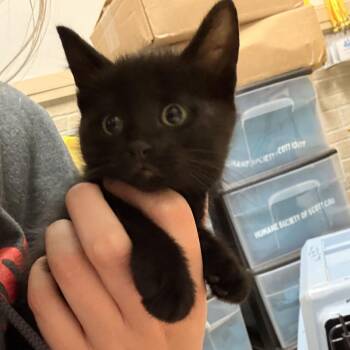 Floppy Disk -  Domestic Short Hair Cat for Adoption in Davenport, Iowa - Floppy Disk | PetCurious
