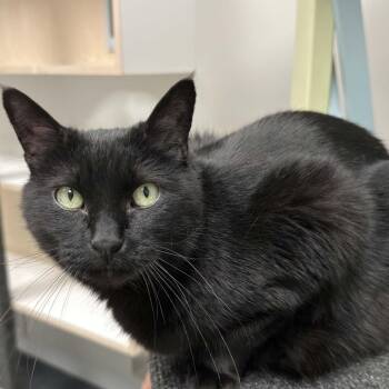 Roku -  Domestic Short Hair Cat for Adoption in Boulder, Colorado - Roku | PetCurious