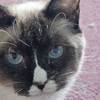 Thelma -  Siamese and Domestic Short Hair Cat for Adoption in Nampa, Idaho - Thelma | PetCurious