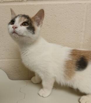 Rescue Domestic Medium Hair Cats for Adoption in Apple Valley, California - Sophie | PetCurious