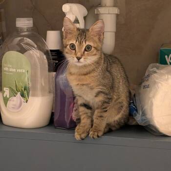 Rescue Domestic Short Hair Cats for Adoption in Fort Lauderdale, Florida - Waffles | PetCurious