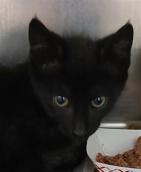 Domestic Short Hair Cats Available for Adoption in Jacksonville, Florida - SAMANTHA | PetCurious