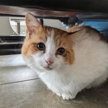 Domestic Short Hair Cats Available for Adoption in Dubuque, Iowa - Creamsicle | PetCurious