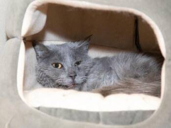 Wren -  Domestic Medium Hair and Domestic Short Hair Cat for Adoption in Longmont, Colorado - Wren | PetCurious