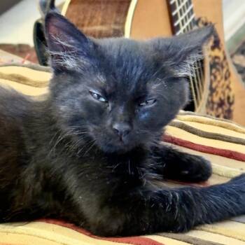 Zoey -  Domestic Medium Hair Cat for Adoption in Santa Rosa, California - Zoey | PetCurious