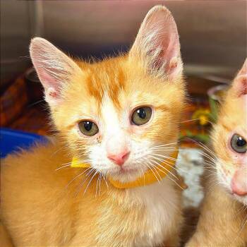 Joey -  Domestic Short Hair Cat for Adoption in Hannibal, Missouri - Joey | PetCurious