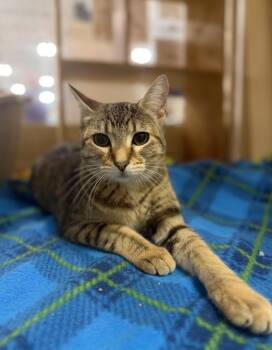 Domestic Short Hair Cats Available for Adoption - Twirly | PetCurious