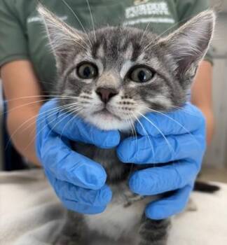 Hermione -  Domestic Short Hair Cat for Adoption in Lafayette, Indiana - Hermione | PetCurious