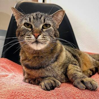 Tigress -  Domestic Short Hair Cat for Adoption in Murray, Utah - Tigress | PetCurious