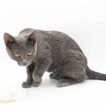 Domestic Short Hair Cats Available for Adoption - Bruno | PetCurious