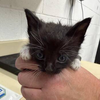 Domestic Short Hair and Siamese Cats Available for Adoption in Ardmore, Oklahoma - Stark | PetCurious
