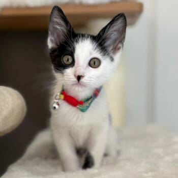 Tweedle Dum -  Domestic Short Hair Cat for Adoption in Riverside, California - Tweedle Dum | PetCurious