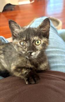 Binxie -  Tortoiseshell Cat for Adoption in Pasco, Washington - Binxie | PetCurious