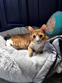 Cheddar Cheesington -  Domestic Short Hair and Tabby Cat for Adoption in Chandler, Arizona - Cheddar Cheesington | PetCurious