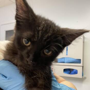 Kelly Leak -  Domestic Short Hair Cat for Adoption in Las Vegas, Nevada - Kelly Leak | PetCurious