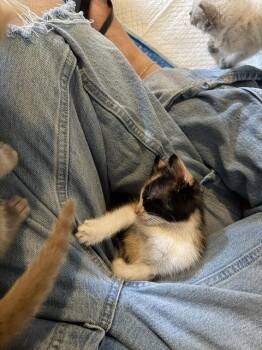 Corn -  Domestic Short Hair Cat for Adoption in Herndon, Virginia - Corn | PetCurious